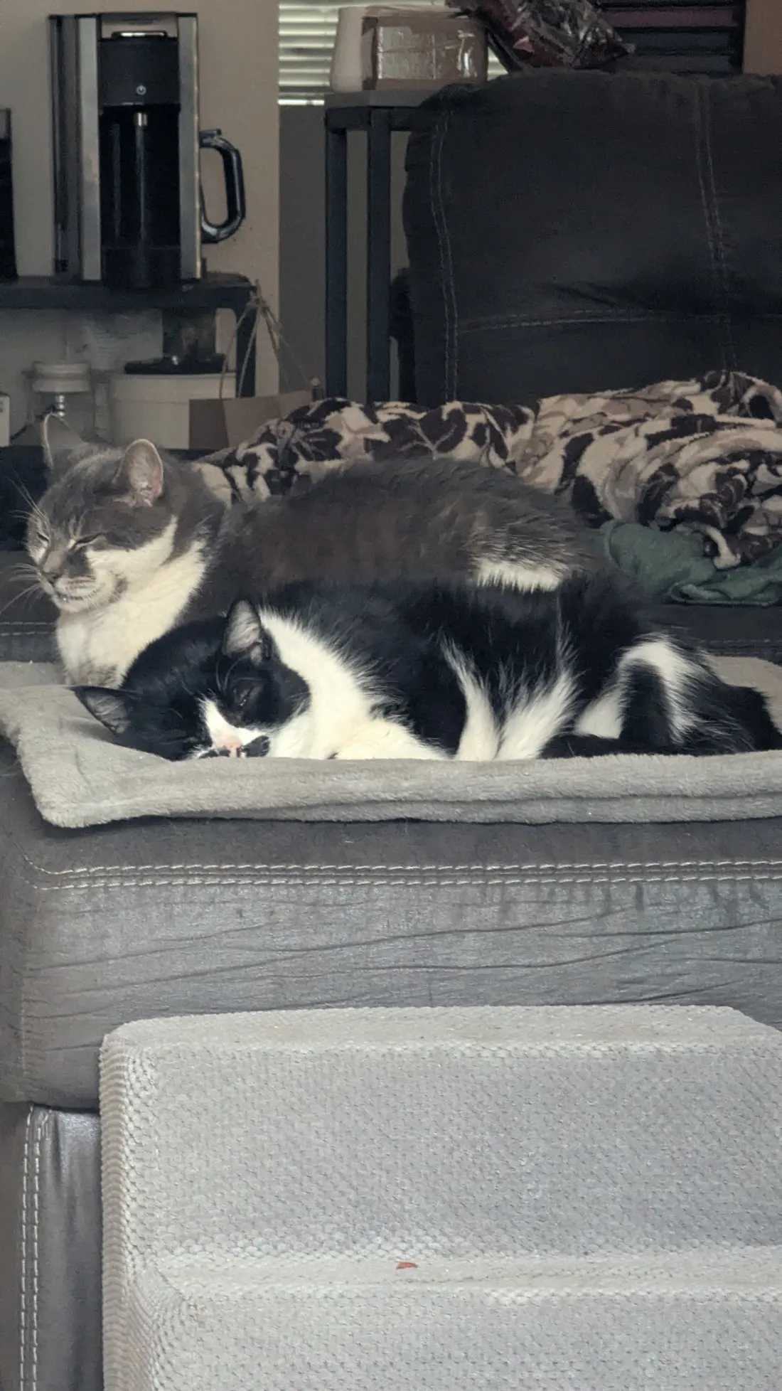A grey-and-white cat and a black-and-white cat asleep on a blanket, one curled in front of the other