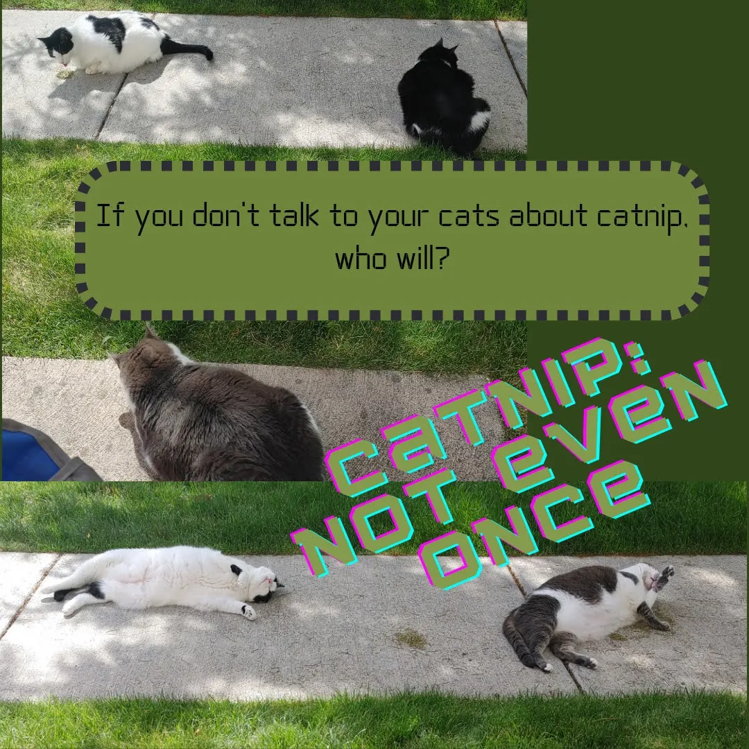 Meme poster: cats sprawled dazed on a patio, captioned 'If you don't talk to your cats about catnip, who will?' and 'Catnip: not even once'