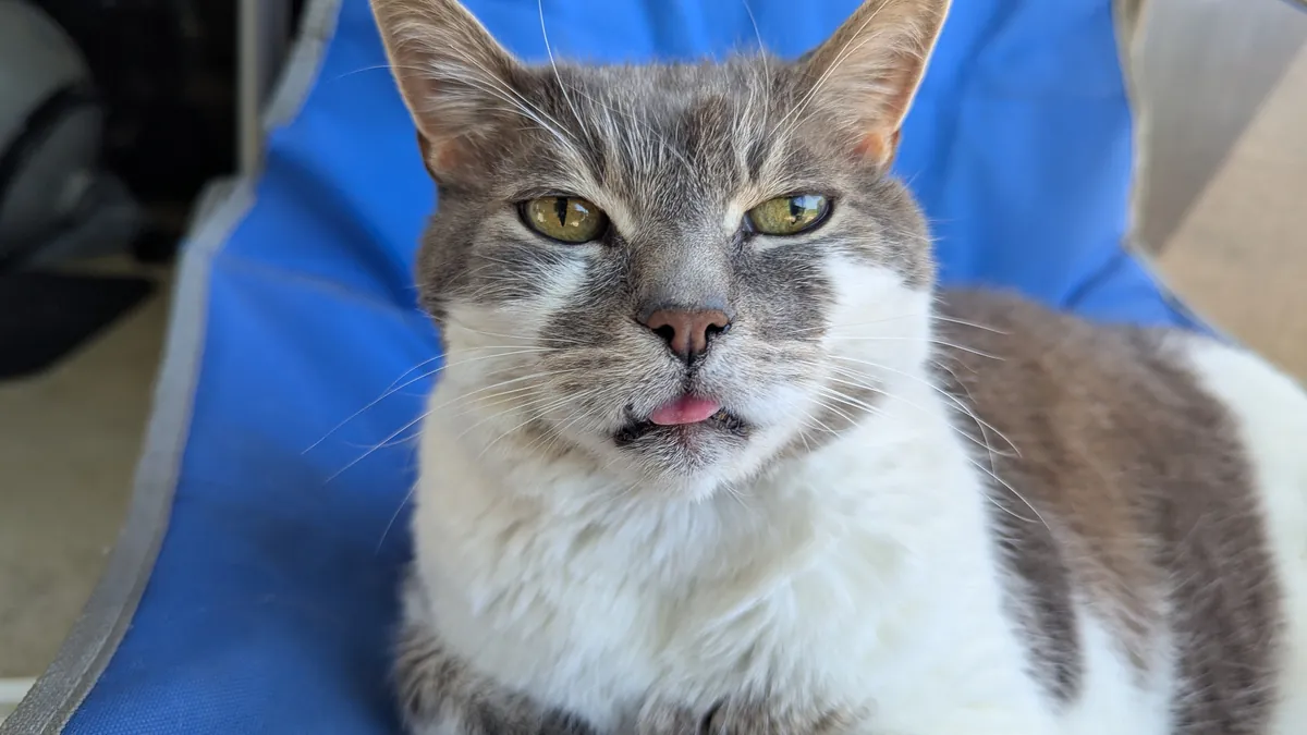 Gideon, a grey-and-white cat, staring straight at the camera with the tip of his tongue poking out