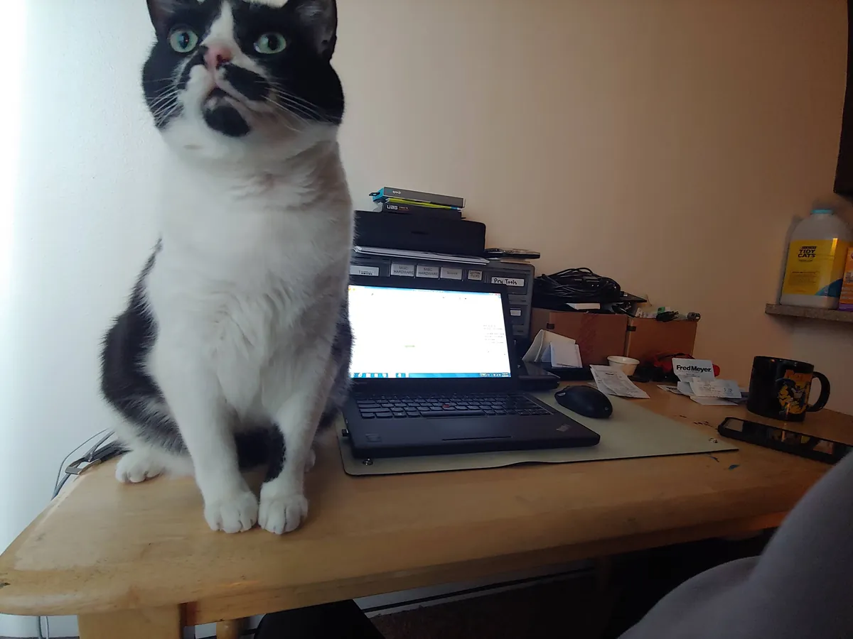 Rorschach, a black-and-white cat, sitting on the desk beside an open laptop, looking unimpressed