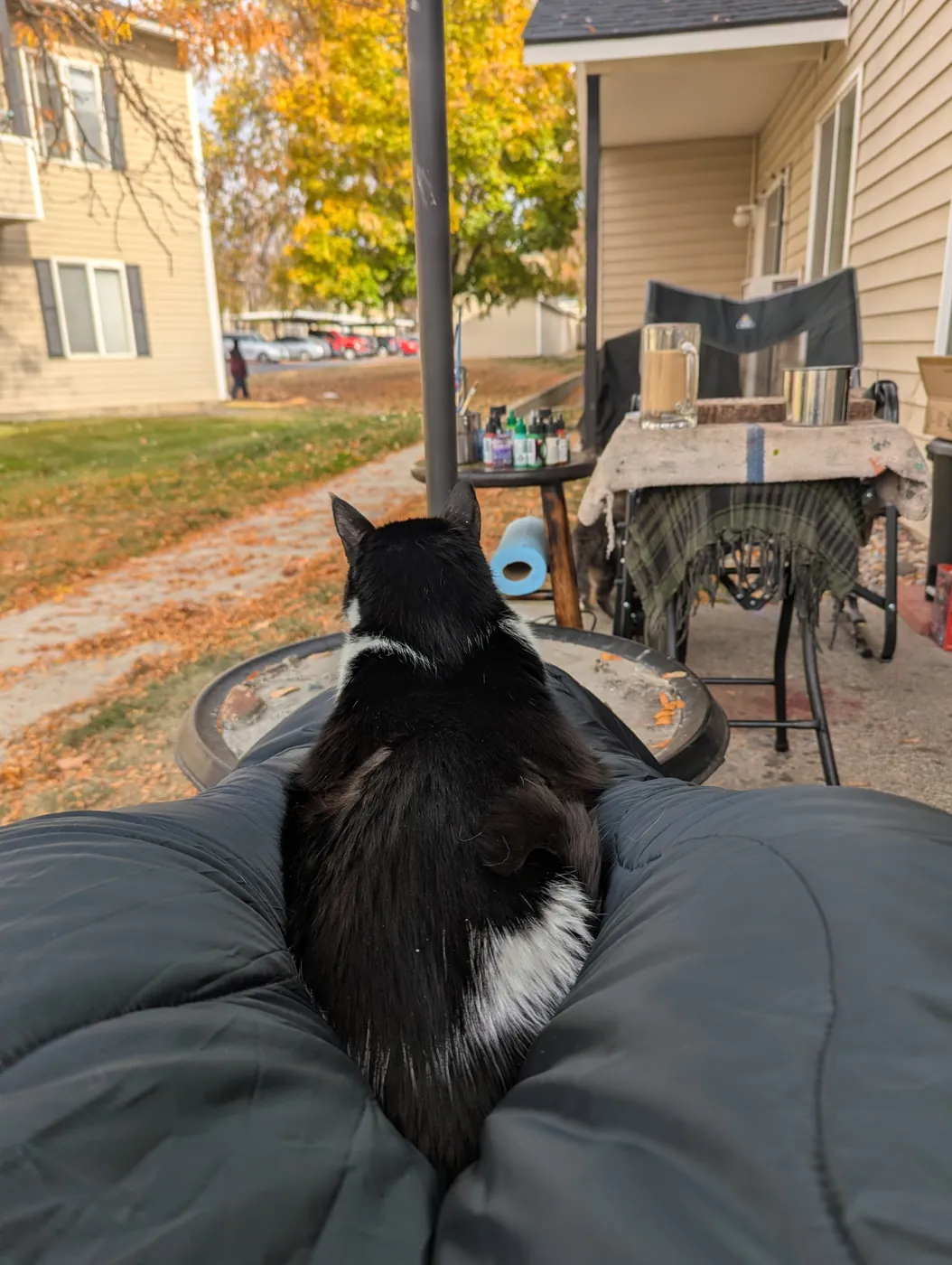 Rorschach, a black-and-white tuxedo cat, sitting on a cushion and looking out over the patio workbench