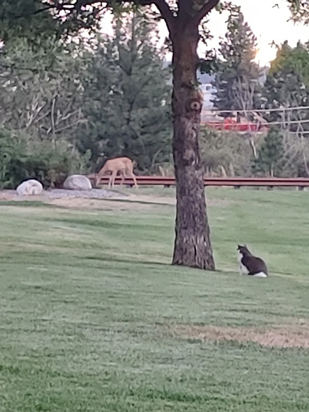 A deer grazing near a tree at the edge of the lawn while Gideon sits in the grass watching it